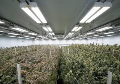 Case Study: Unlocking Energy Savings for a Massachusetts Cannabis Cultivator